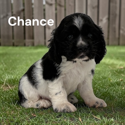 puppy, for, sale, Cocker Spaniel, Joe & Cherri  Overlease, dog, breeder, Miller, MO, dog-breeder, puppy-for-sale, forsale, nearby, find, puppyfind, locator, puppylocator, aca